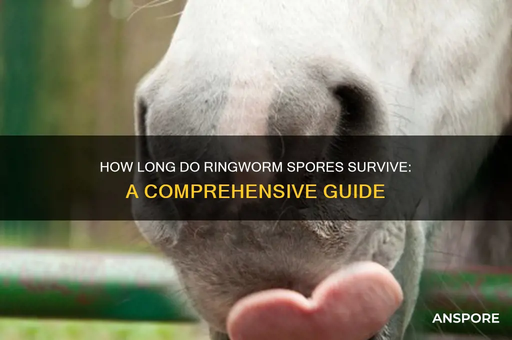 how long can ringworm spores live