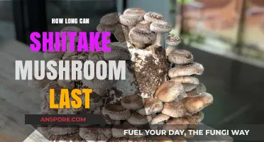 Shiitake Mushroom Shelf Life: Storage Tips for Freshness and Longevity