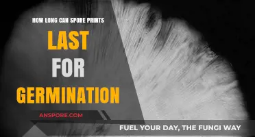 Spore Prints Longevity: How Long Do They Remain Viable for Germination?