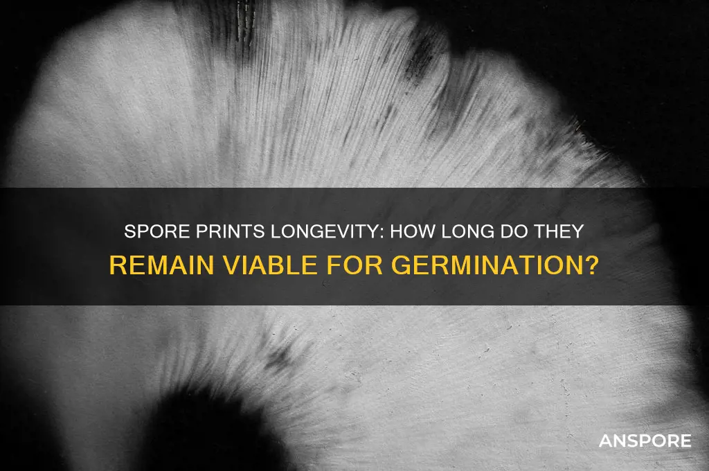 how long can spore prints last for germination