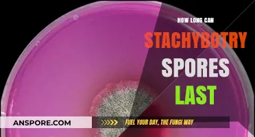 Stachybotrys Spores Lifespan: How Long Do They Survive in Your Home?