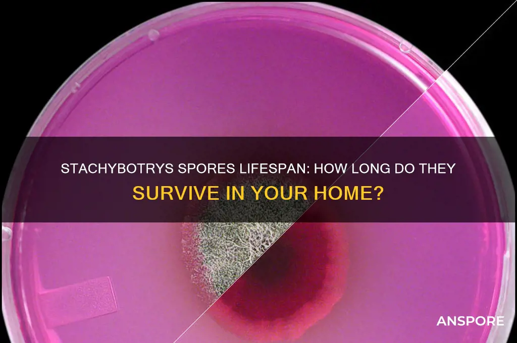 how long can stachybotrys spores last