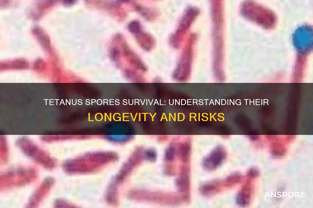 how long can tetanus spores live