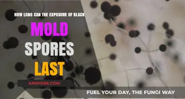 Black Mold Spores: Understanding the Duration of Exposure Risks