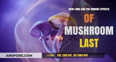 Exploring the Duration of Mushrooms' Vibrant Effects on Mind and Body
