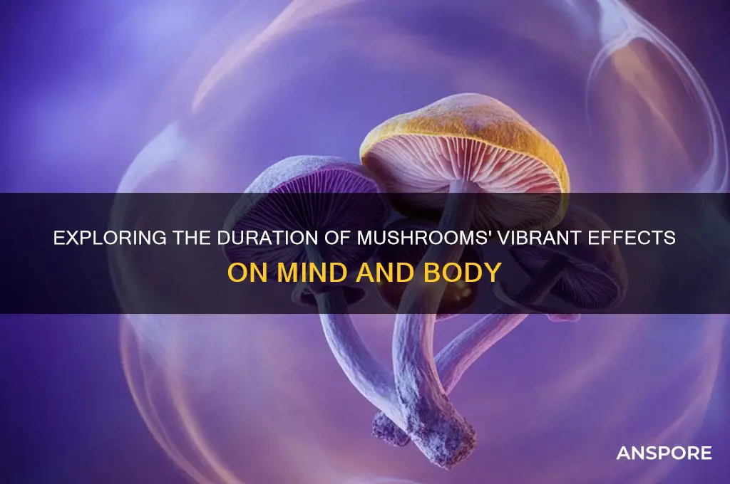 how long can the vibrant effects of mushrooms last