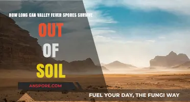 Valley Fever Spores: Survival Duration Outside Soil Explained
