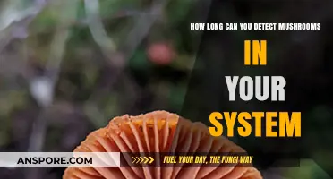 Detecting Mushrooms in Your System: Duration and Factors Explained