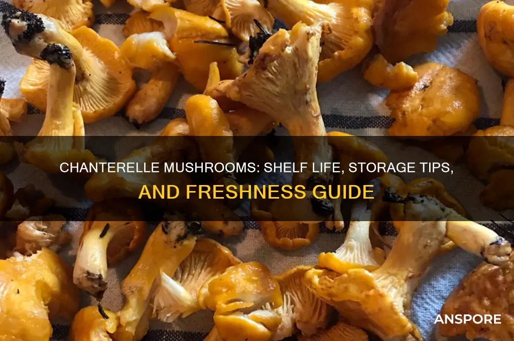how long can you eat chanterelle mushrooms