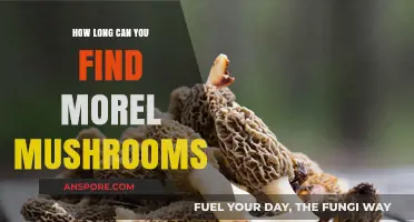 When and Where to Hunt for Morel Mushrooms: A Seasonal Guide