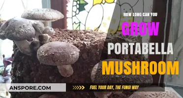 Growing Portabella Mushrooms: Optimal Timeframe for Harvesting Success