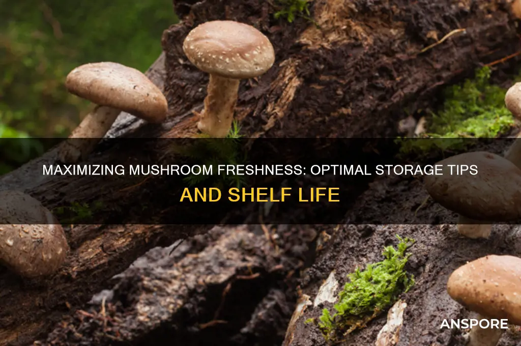 how long can you hold mushrooms