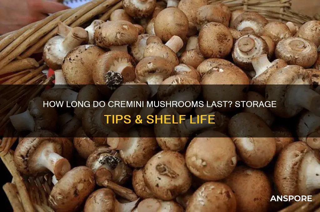how long can you keep cremini mushrooms