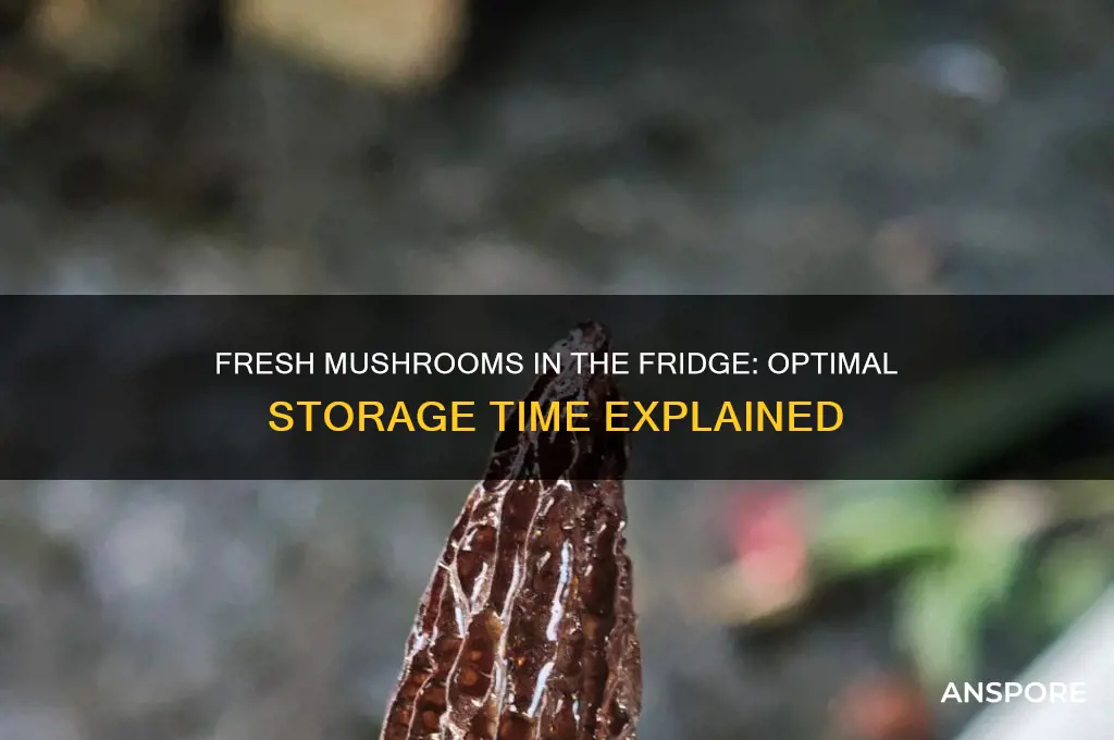 how long can you keep fresh mushrooms in the refrigerator