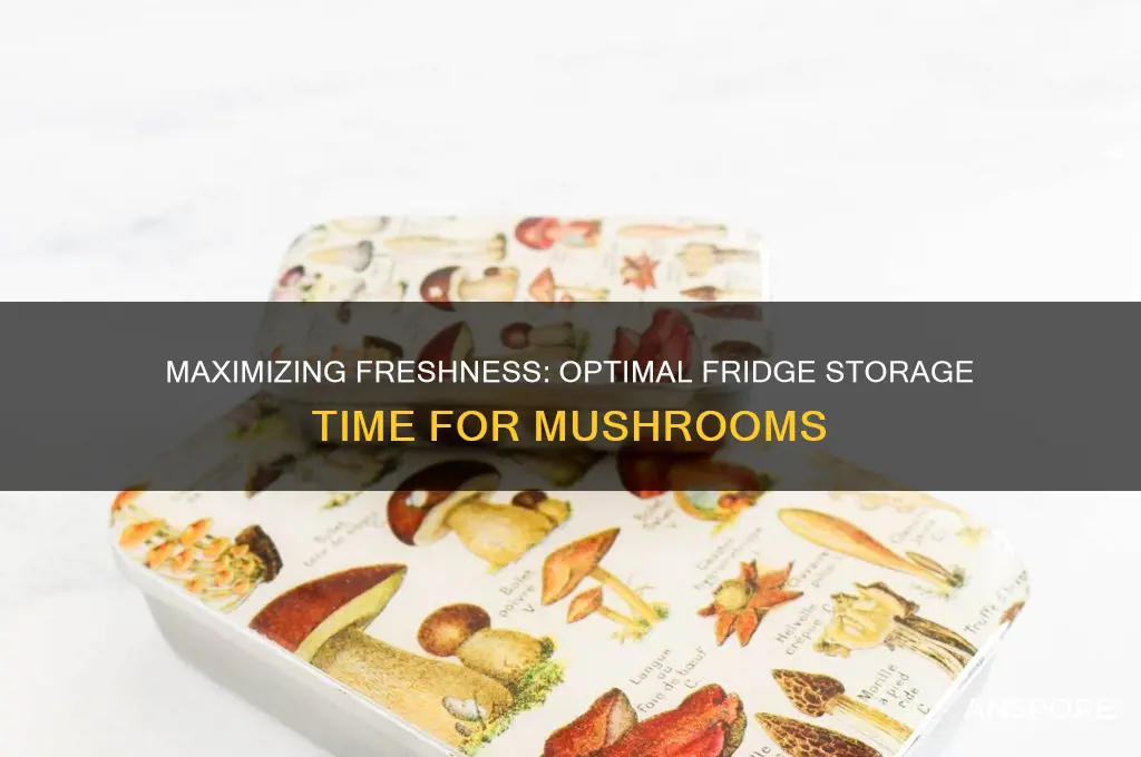 how long can you keep mushrooms in a fridge