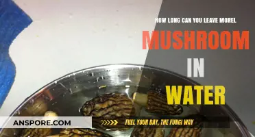 Soaking Morel Mushrooms: Safe Water Duration for Optimal Freshness