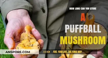 Storing Puffball Mushrooms: Optimal Shelf Life and Preservation Tips