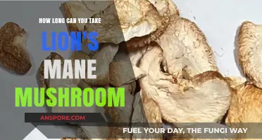 Lion's Mane Mushroom: Safe Duration for Consumption and Benefits