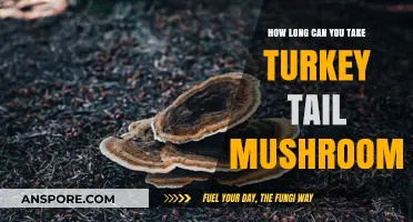 Turkey Tail Mushrooms: Safe Duration for Consumption and Benefits