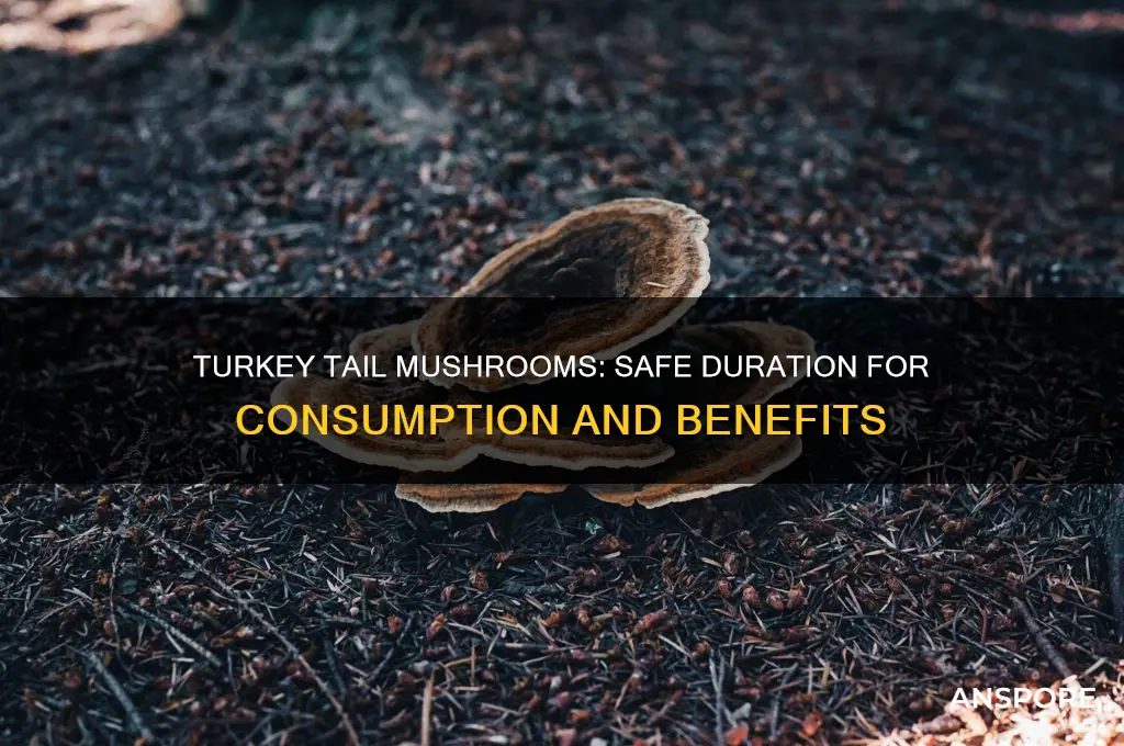 how long can you take turkey tail mushrooms