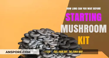 Optimal Timing: When to Begin Growing Your Mushroom Kit