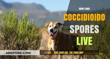 Understanding Coccidioidomycosis: How Long Do Its Spores Survive in Soil?