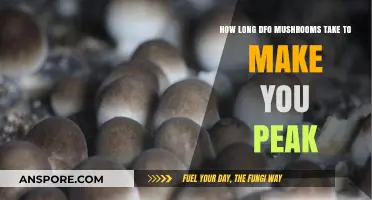 Peak Mushroom Experience: Timing Your Psychedelic Journey to Perfection