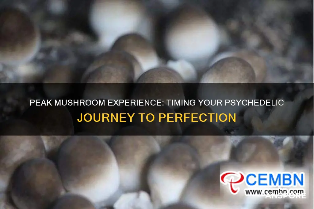 how long dfo mushrooms take to make you peak