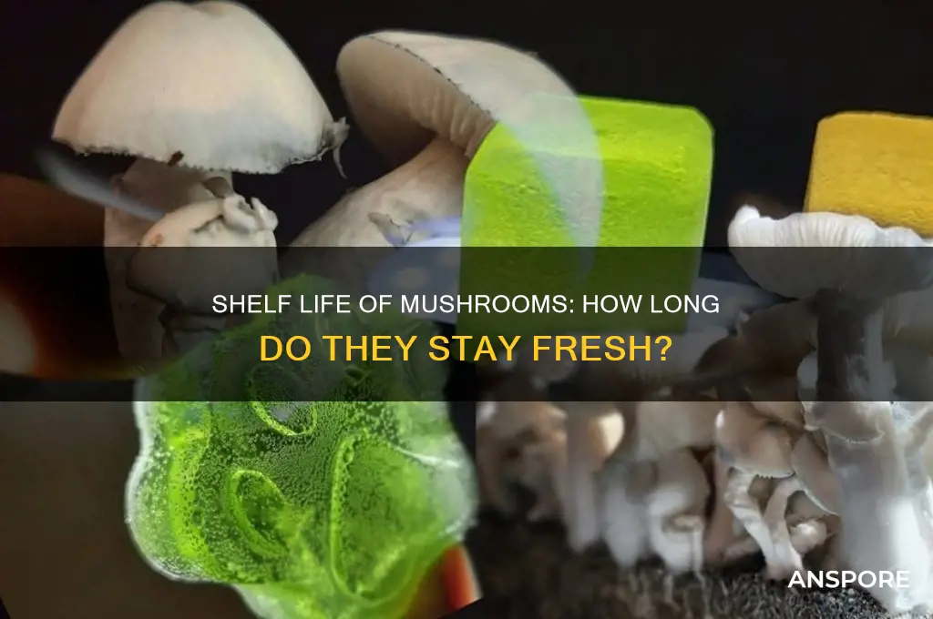 how long di mushrooms last