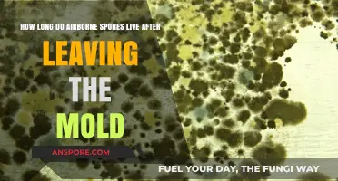 Airborne Mold Spores: Lifespan After Leaving the Source Explained
