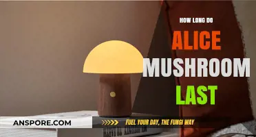 How Long Do Alice Mushrooms Last: A Comprehensive Guide