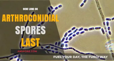 Understanding the Lifespan of Arthroconidial Spores: Survival and Persistence