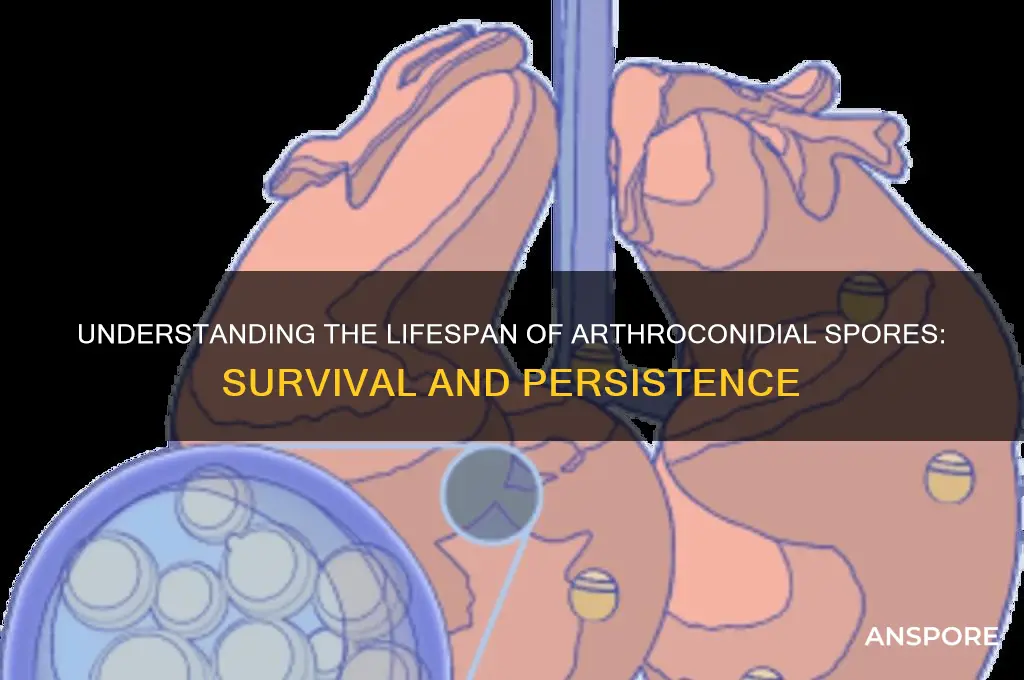 how long do arthroconidial spores last