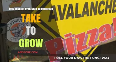 Avalanche Mushrooms Growth Timeline: From Spores to Harvest Explained
