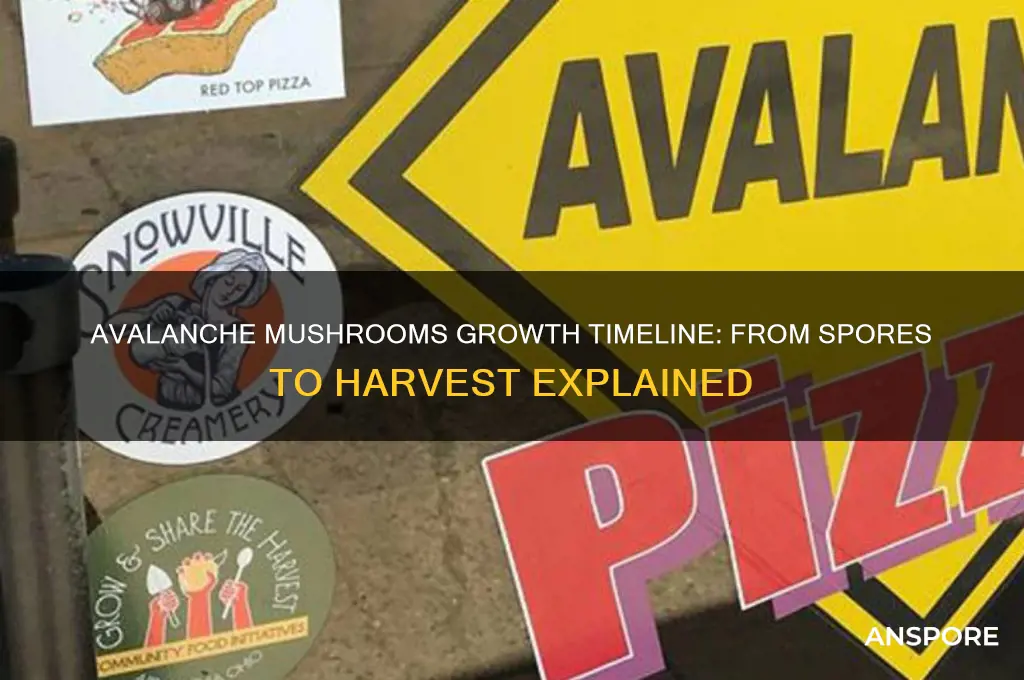 how long do avalanche mushrooms take to grow