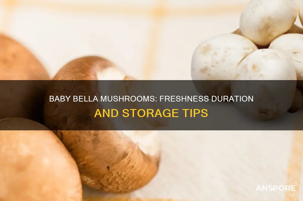 how long do baby bell mushroom stay fresh