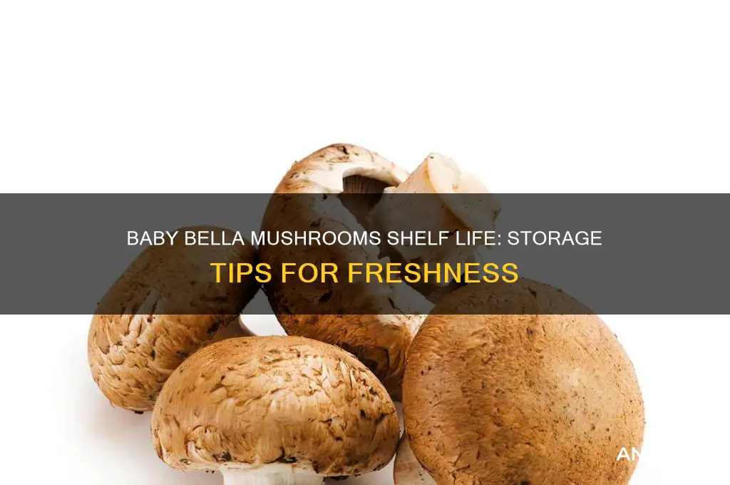 how long do baby bella mushrooms last