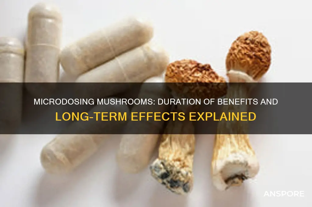 how long do benefits last microdosing mushrooms