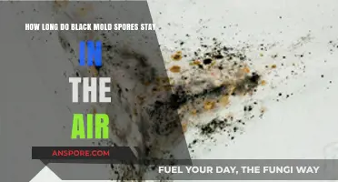 How Long Do Black Mold Spores Remain Airborne?