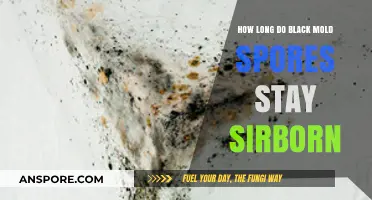 How Long Do Black Mold Spores Remain Airborne: A Comprehensive Guide