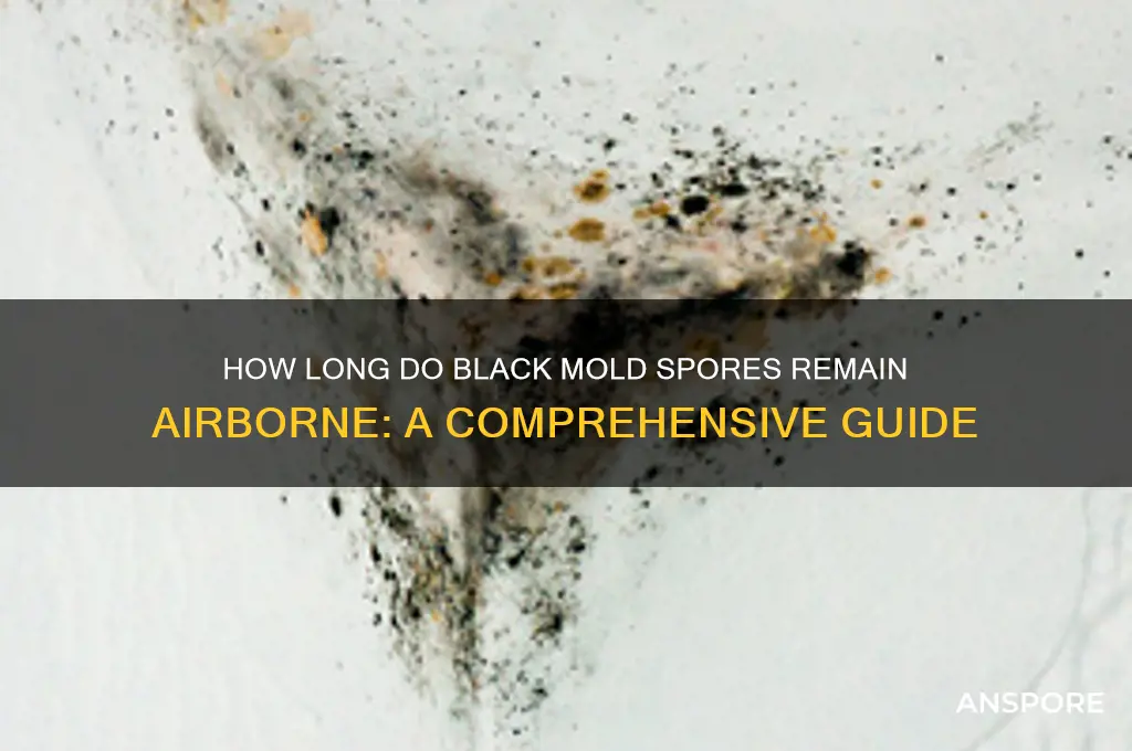 how long do black mold spores stay sirborn