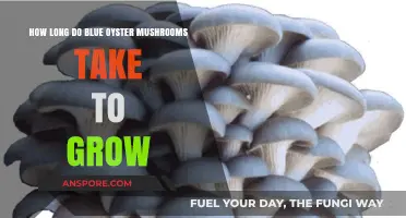 Growing Blue Oyster Mushrooms: Understanding Their Cultivation Timeline