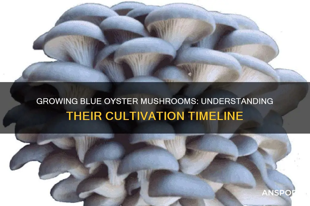 how long do blue oyster mushrooms take to grow