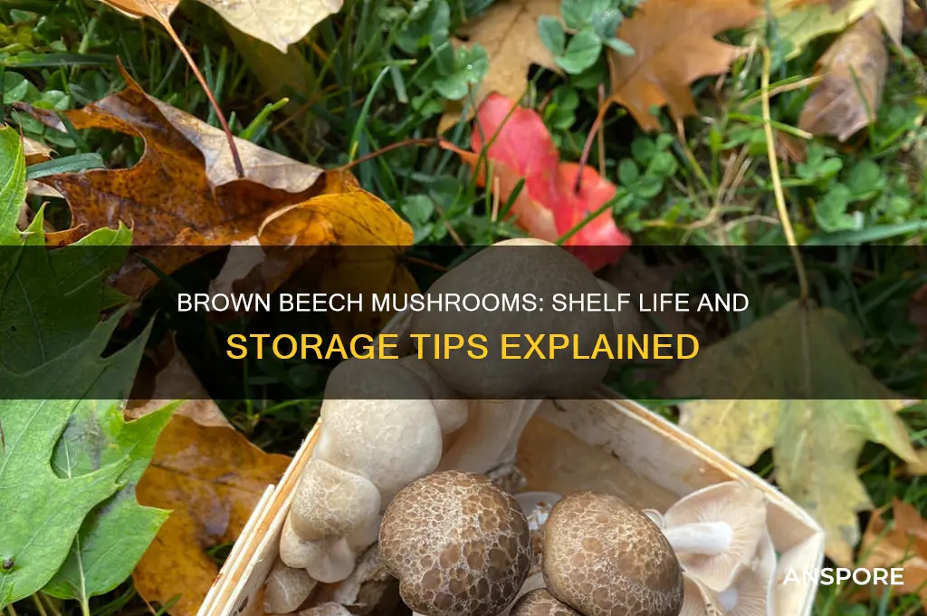 how long do brown beech mushroom last