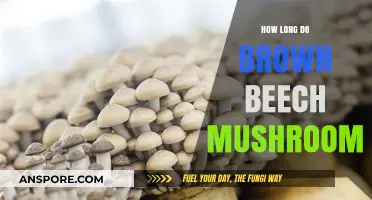 Brown Beech Mushrooms: Understanding Their Lifespan and Growth Cycle