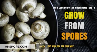 Growing Button Mushrooms: Timeframe from Spores to Harvest Explained