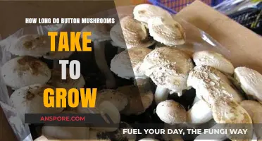 Growing Button Mushrooms: Timeframe for Harvesting Your Own Crop