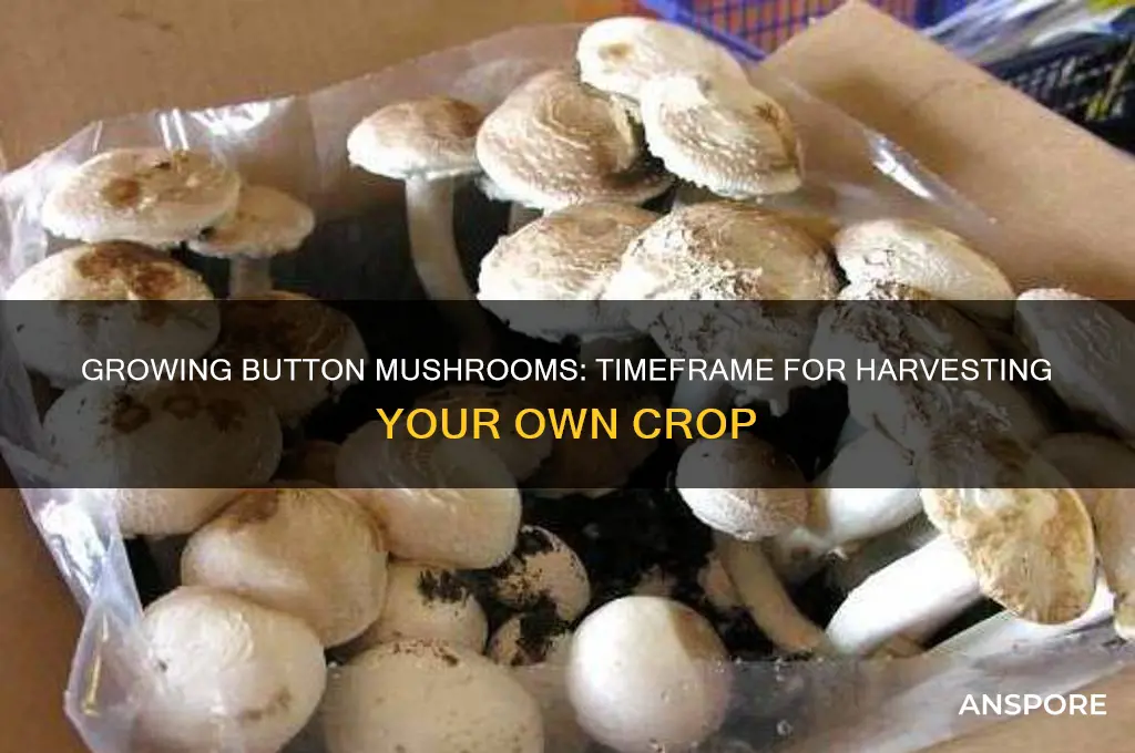 how long do button mushrooms take to grow