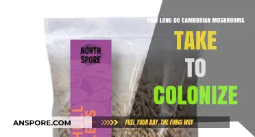 Cambodian Mushroom Colonization Timeline: Growth Stages and Factors Explained