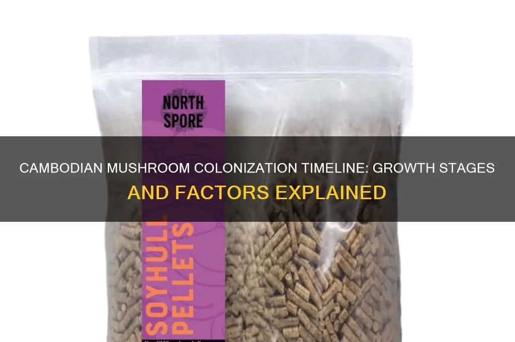 how long do cambodian mushrooms take to colonize